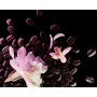 1 - Yves Saint Laurent Black Opium - Floral Shock 50 ml Donna