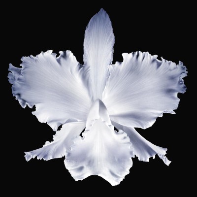 1 - Guerlain Orchidée Impériale The Light Cream Day cream Face 50 ml