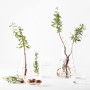 1 - Garnier Bio Argan Nourishing Face Moisturiser Day cream 50 ml