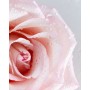 1 - NIVEA Rosa & Argan 500 ml Crema (colore) Donna