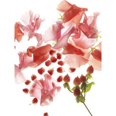1 - BVLGARI Omnia Coral Eau De Toilette 65ml