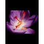 1 - Yves Saint Laurent Or Rouge Lozione per viso 150 ml