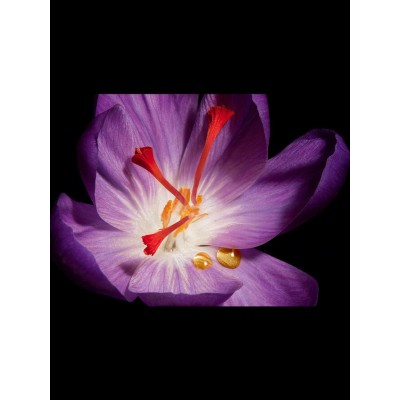 1 - Yves Saint Laurent Or Rouge Lozione per viso 150 ml