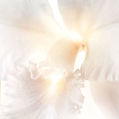 1 - Guerlain Orchidée Impériale Brightening The Radiance Eye Serum 15ml