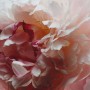 2 - Jo Malone Peony & Blush Suede Cologne 100 ml
