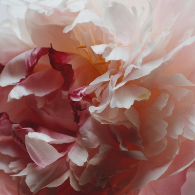 2 - Jo Malone Peony & Blush Suede Cologne acqua di colonia 100 ml Donna