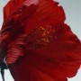 2 - Jo Malone Red Hibiscus Cologne Intense 100 ml