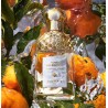 2 - Guerlain Mandarine Basilic Eau De Toilette 75ml