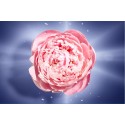 7 - Lancome Lveb En Rose Happiness Eau De Toilette En Rose