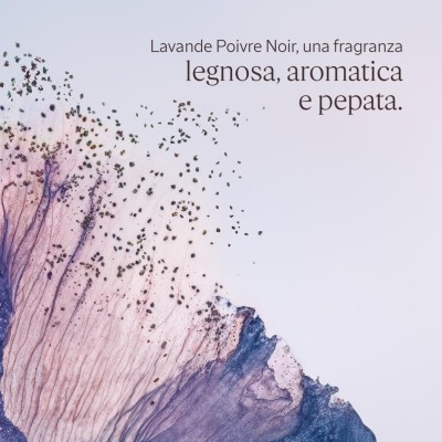 2 - L'Occitane Lavande Poivre Noir (Formerly L'Occitan) Roll-On Deodorant Women Roll deodorant 50 ml 1 pc(s)